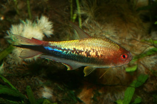 Regenbogenkaisersalmler - Männchen