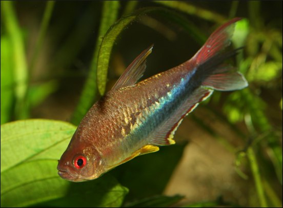 Regenbogenkaisersalmler - Männchen