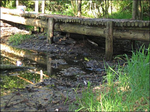 Waldtuempel, der am Austrocknen ist